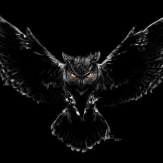 Black Owl 🦉