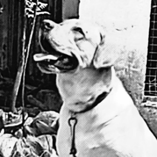 Dog Sale Kerala Telegram Group Link