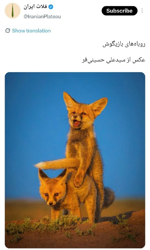 رسانه دانشجویان دامپزشکی ایران: پس این که میگفتن دمشو گذاشت رو کولش اینجوری بود :)))@IranVeterinaryStudentsNews