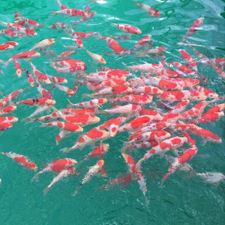 Marugen Koi Farm - For All Koi Hobbyists 🙏