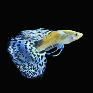 🐠 Fancy Guppy 🐠