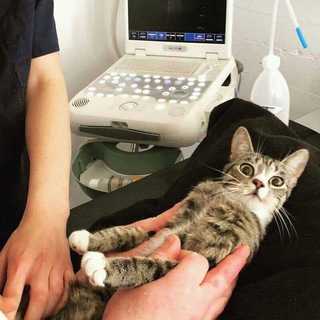 Cats and dogs Videos. Telegram Group Link