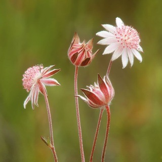 AUSTRALIAN BUSH FLOWER ESSENCES HEALINGS Telegram Group Link