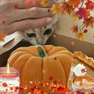 Cats with Food Telegram Group Link