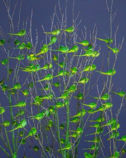 鹦鹉树 | kristina makeeva 🦜