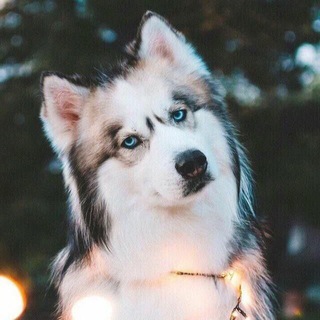 Werewolf Diaries Telegram Group Link
