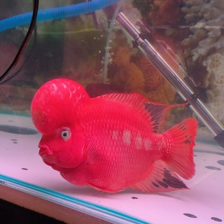 MALAYSIA GRAND FLOWERHORN FARM GROUP