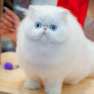 😻 𝐏𝐞𝐫𝐬𝐢𝐚𝐧 𝐂𝐚𝐭𝐬 𝐈𝐧𝐝𝐢𝐚 Telegram Group Link