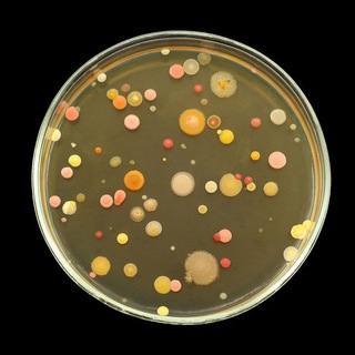 BSc Microbiology GFC Telegram Group Link