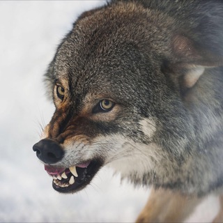 狼嚎之城🐺狼人遊戲群組 Telegram Group Link