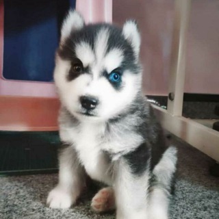 Dogs for sale in Bangalore Telegram Group Link