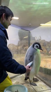 “你见过会挑食的企鹅吗？我就是”😑