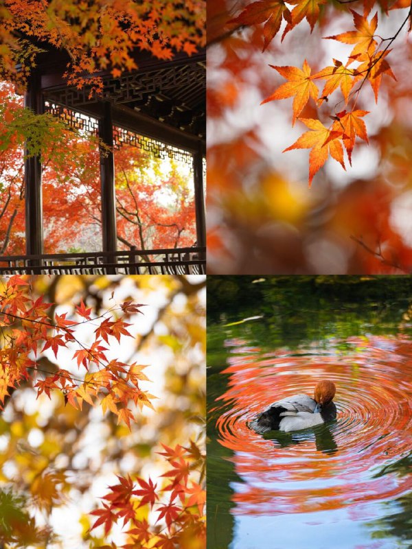 春之绚烂夏之热烈秋之静美冬之纯净春之绚烂夏之热烈秋之静美冬之纯净