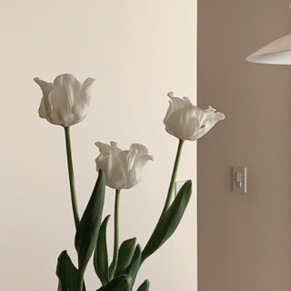 Twilight Shop Telegram Group Link