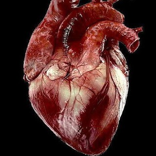 BD chaurasiya Anatomy Telegram Group Link