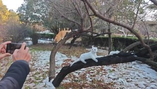 猫：哥们咋凉了#猫猫