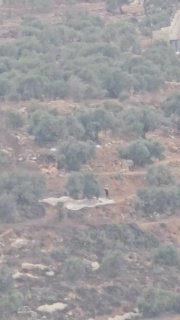 וידאו | מתנחלים ישראלים נראים גונבים יבולי זיתים מקרקע בעיירה ביתא, דרומית לשכם בגדה המערבית .