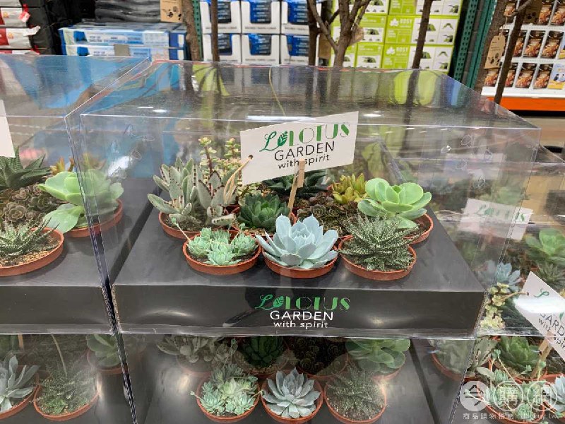 #Costco好市多4月新品通知綜合多肉植物10入 #126961