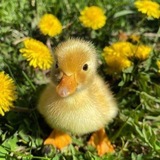 🐤💛🫧 搞笑鸭子故事角 🍋
