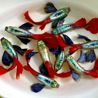 Ikan GUPPY GAPI Malaysia