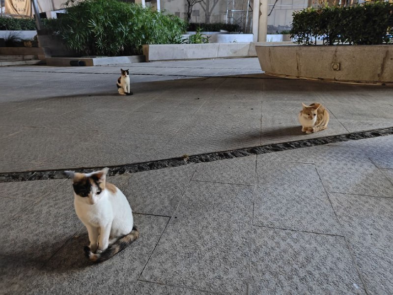 #大托尼露营酒馆#喝酒#看球#西餐#大托尼露营酒馆#喝酒#看球#西餐