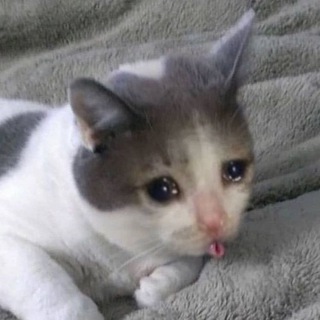 ngaber Telegram Group Link