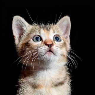 Chennai BTS army💜 Telegram Group Link