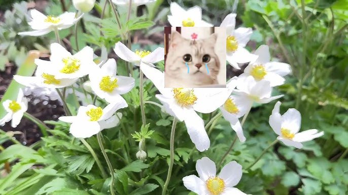 银莲花