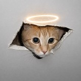 CEICAT Portal