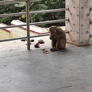 Crazy boyz Bahadurpur😎😎 Telegram Group Link