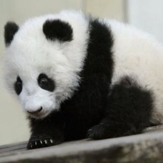 熊猫短信(搞钱看置顶)