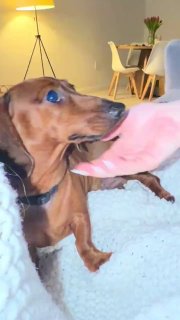 不是所有的狗狗都能舔到鼻子上面的😅#狗狗