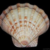Shell Hong Kong