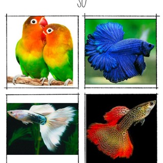Fishes And Birds malayalam group Telegram Group Link