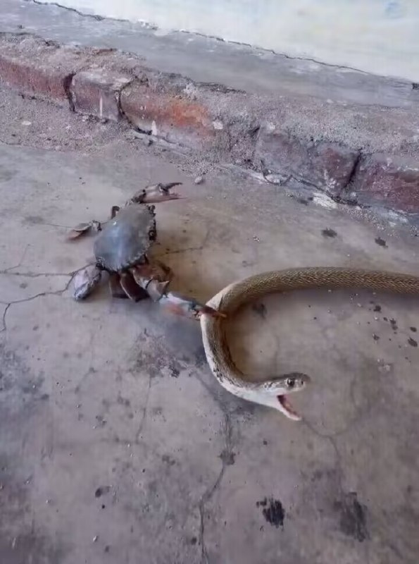Rust卡Python脖子😡