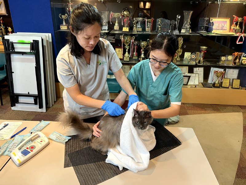【特约内容】猫只管理框架过渡期将于8月31日结束。9月1日起，宠物猫须持有执照及植入微芯片。你为爱猫办证了吗？申请步骤为何？若不了解申请步骤向谁求助？