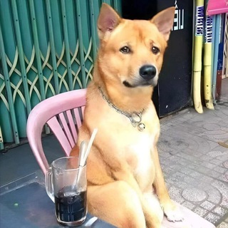 Chill Như Chó💊