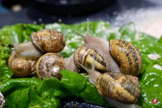 蜗牛具有好经济价值，除了肉可供作高档食材，蜗牛粘液还可用于制造化妆品。本地目前唯一的蜗牛农场正准备大展拳脚，以尽快提高产量。为此，这家农场迁入更宽敞的场地，并采用可持续经营方式来减少浪费。https://zb.sg/nuBK