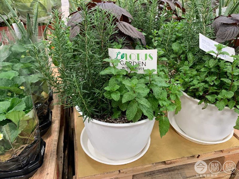 #Costco好市多2月新品通知綜合香草 #125983