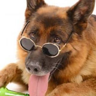 Dog Sales Kerala Telegram Group Link