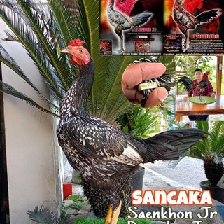 RCF JOMBANG obrolan