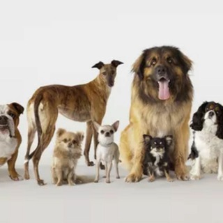 Dogs buy,sell & Adoption Tamilnadu தமிழ்நாடு🦮🐩🐕 Telegram Group Link