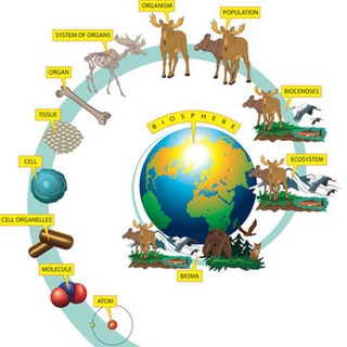 CSIR/ICMR/DBT/GATE/AIIMS/JNU/DU @Viksonbiology
