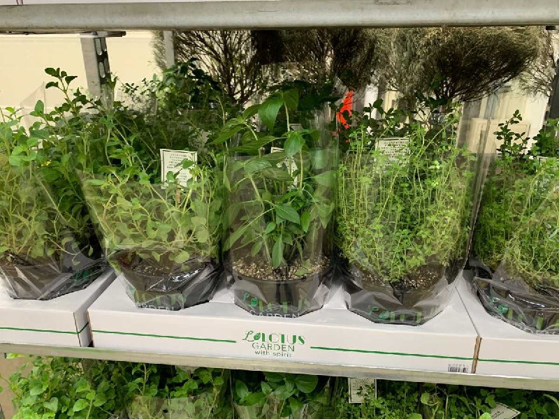 #Costco好市多8月新品通知歐式香草3入 #128354