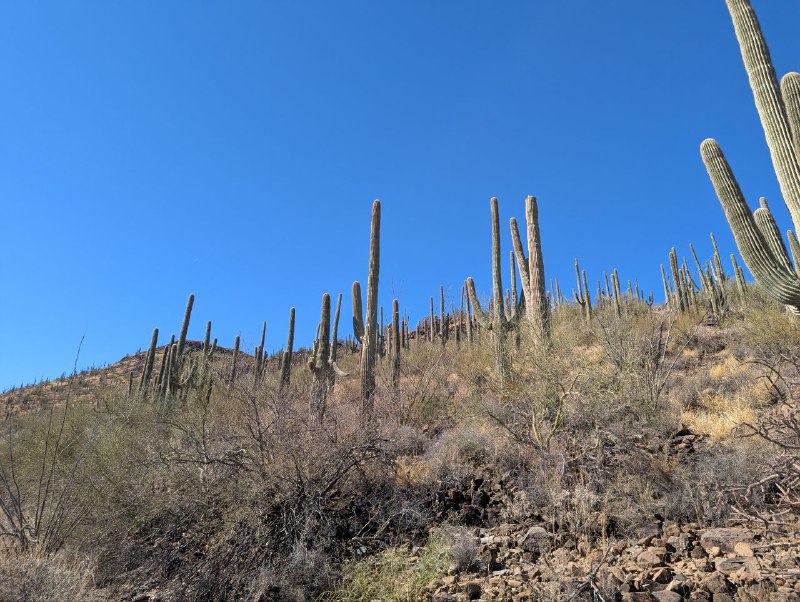 Mission Day Tucson Sonoran 沙漠深處滿山的巨人柱，最具標誌性的 Arizona 景觀
