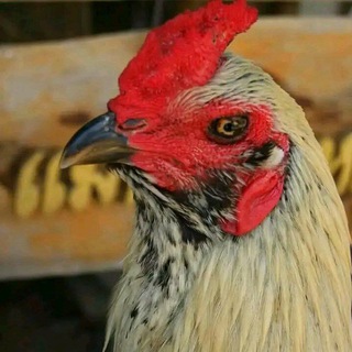 BIG Game ayam aduan thailand Telegram Group Link
