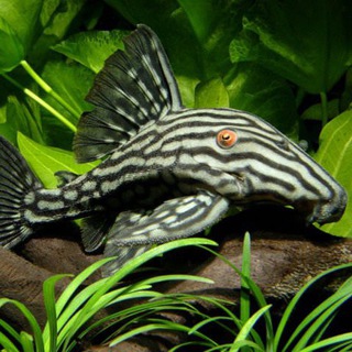 SG Pleco Discussion
