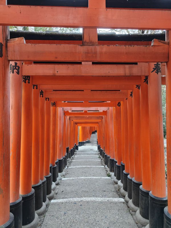 稻荷大社#日本旅行