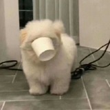 ﹫Samoyedy