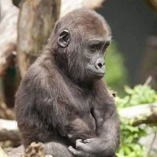 Best funny videos 🤣😂😀 Telegram Group Link